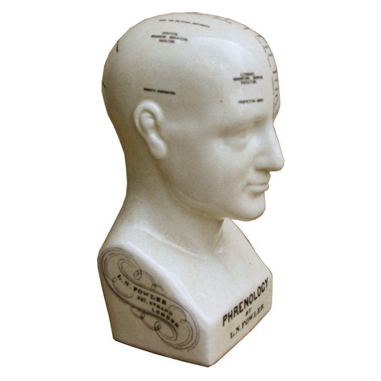 Castleton Home Ceramic Phrenology Head Bust & Reviews Wayfair.co.uk